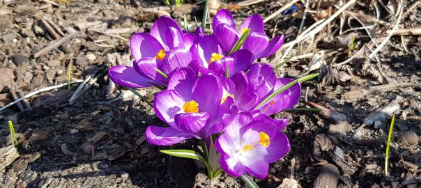 Frohe Ostern den Lesern unserer Website. „Kein Osterfest ohne ihn“