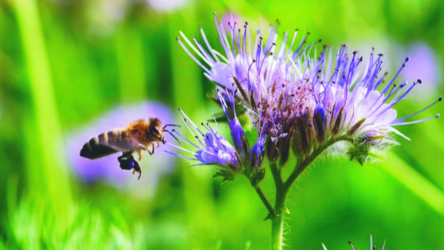 Gartenforum – Gärten neu denken